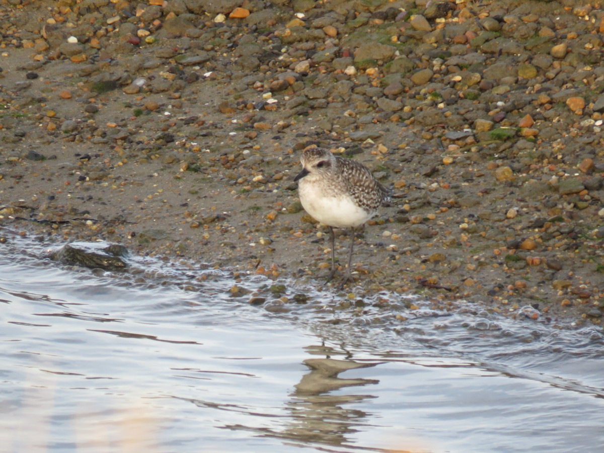 Black-bellied Plover - ML630764074