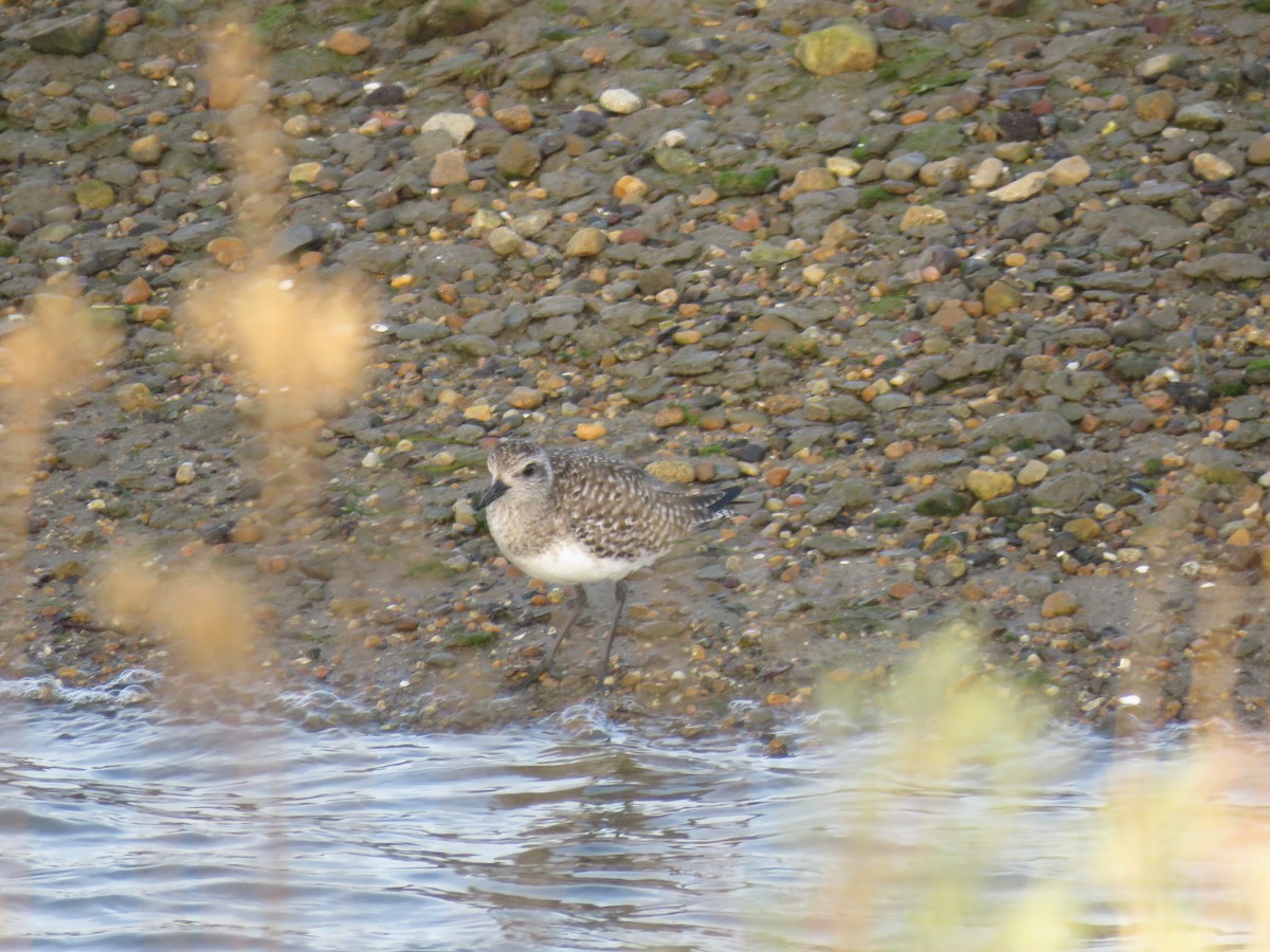 Black-bellied Plover - ML630764087