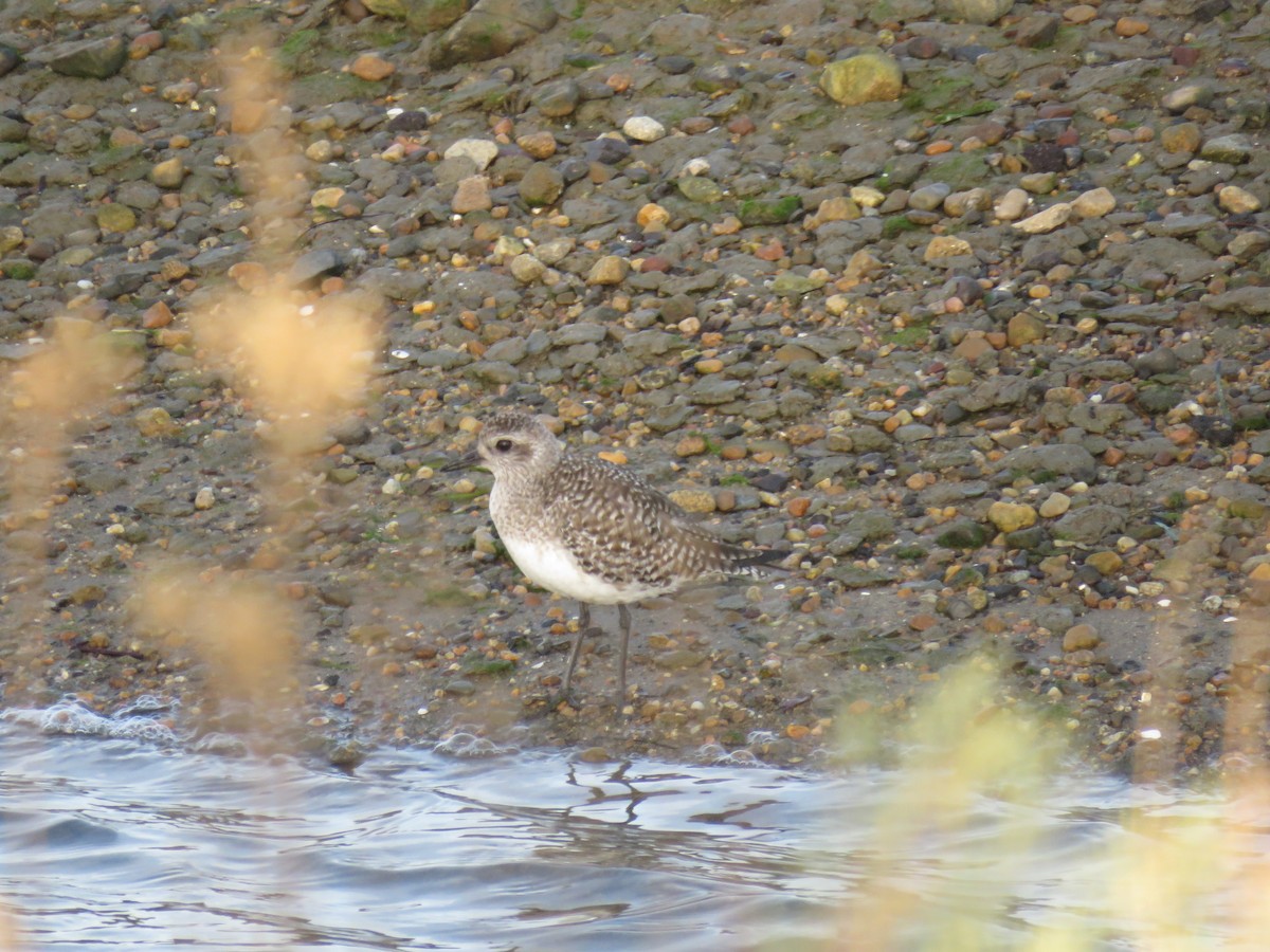 Black-bellied Plover - ML630764088