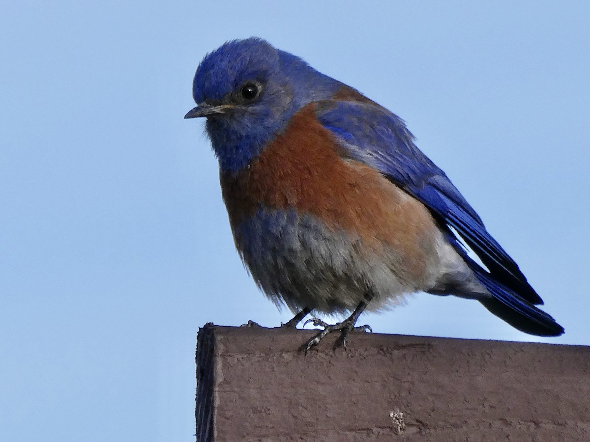 Western Bluebird - ML630764127