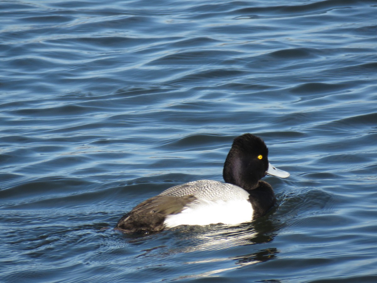 Lesser Scaup - ML630764128