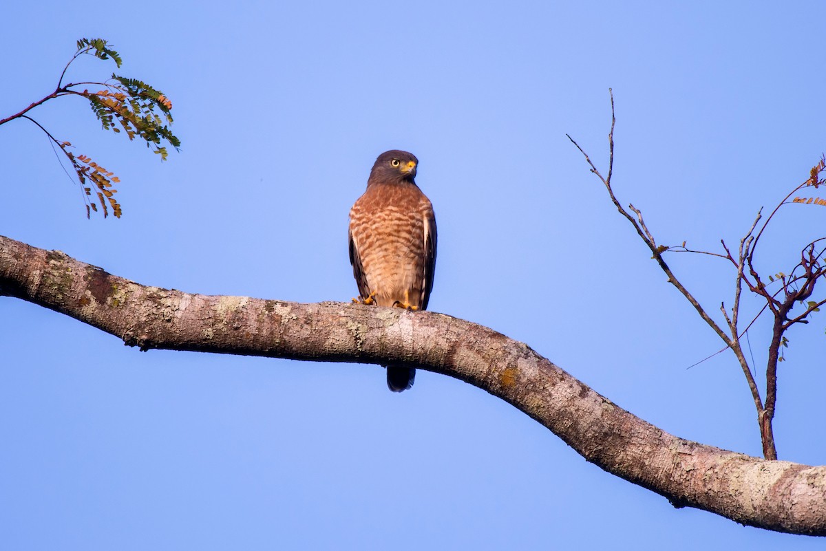 Roadside Hawk - ML63076421