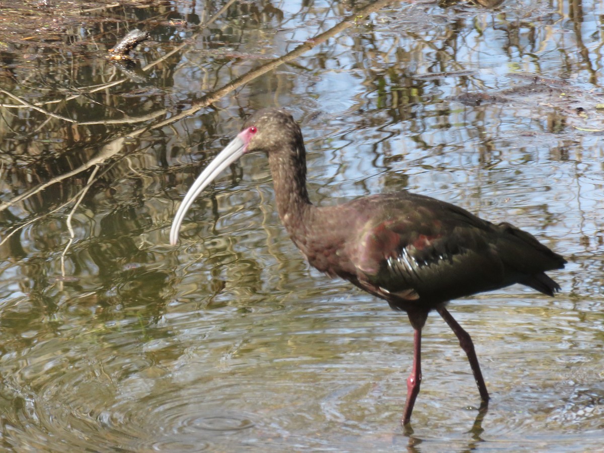 White-faced Ibis - ML630764272