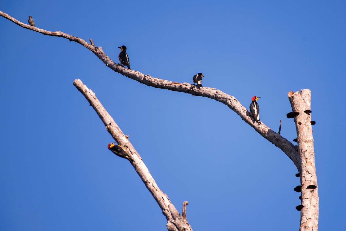 Yellow-fronted Woodpecker - ML63076431