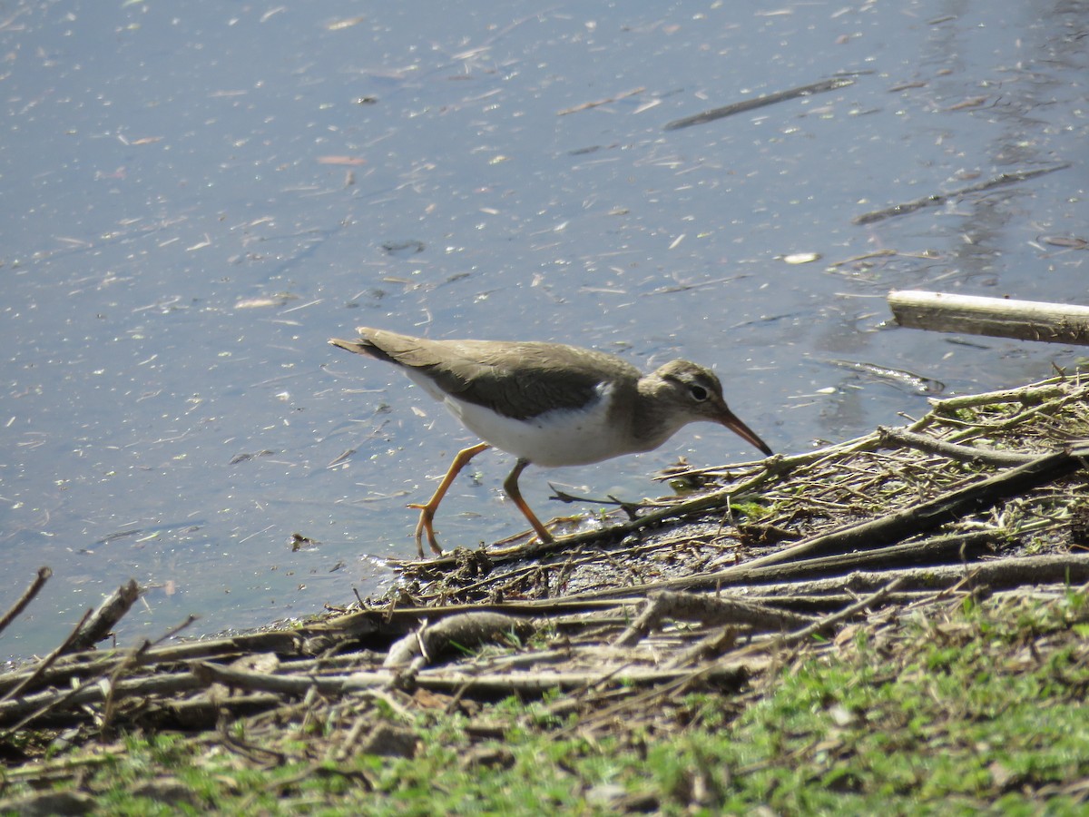 Spotted Sandpiper - ML630764341