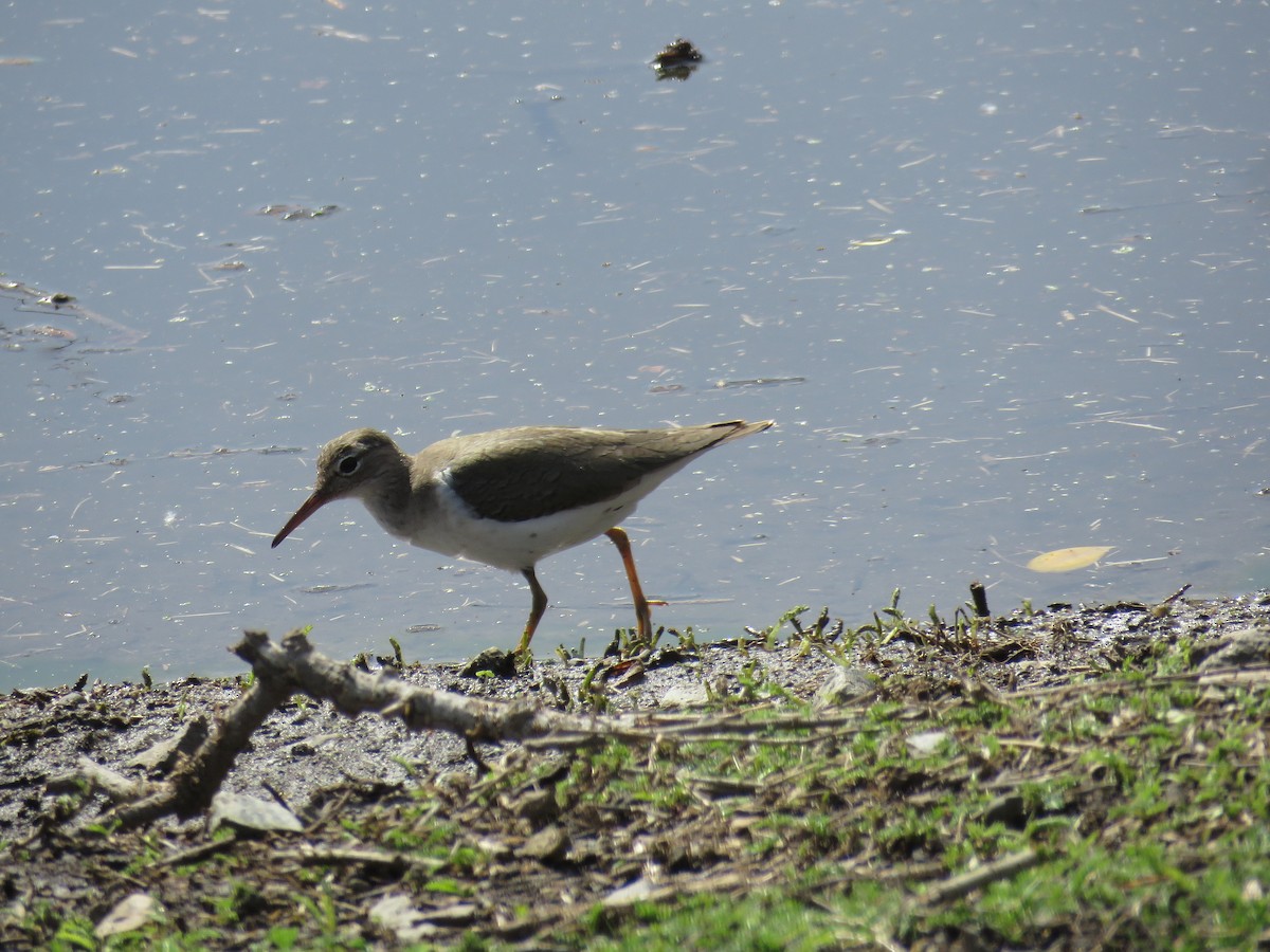 Spotted Sandpiper - ML630764352