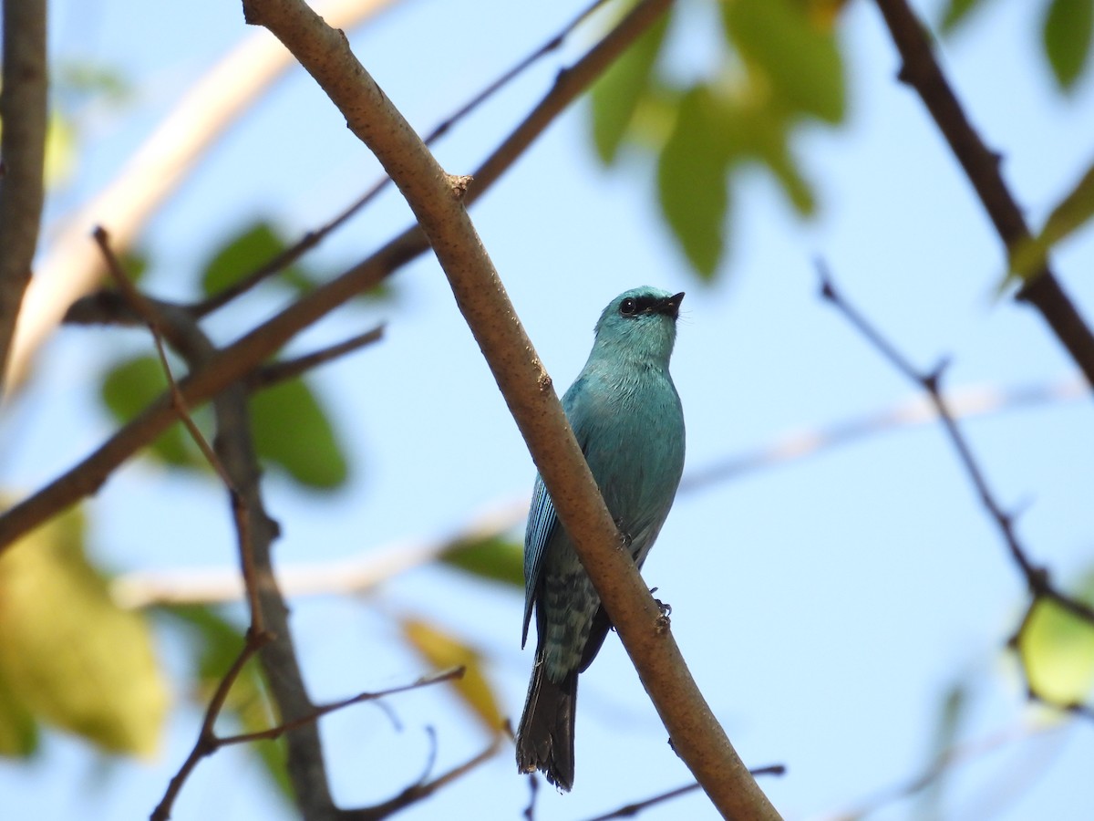 Verditer Flycatcher - ML630764355