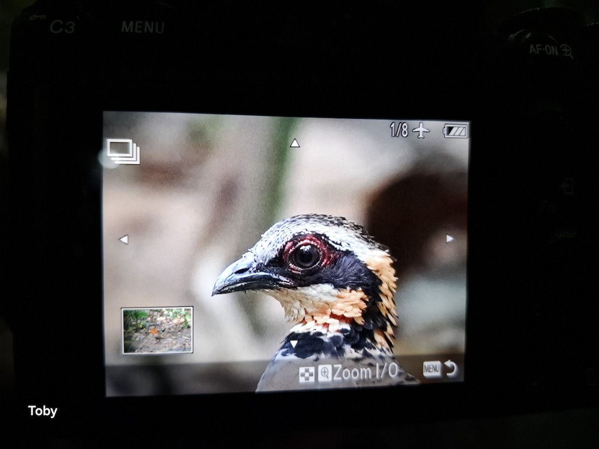 Orange-necked Partridge - ML630764543
