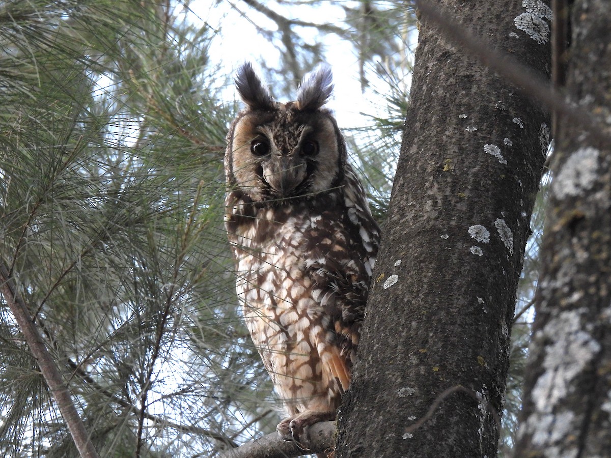 Abyssinian Owl - ML630764677