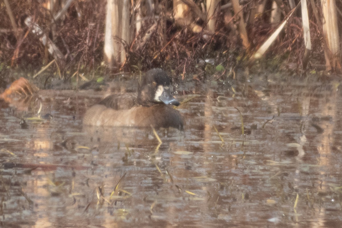 Ring-necked Duck x scaup sp. (hybrid) - ML630764698