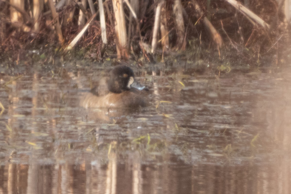 Ring-necked Duck x scaup sp. (hybrid) - ML630764699