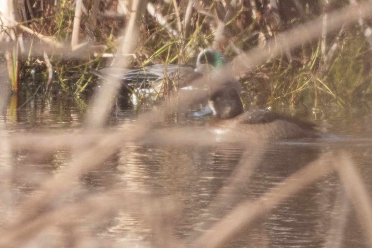 Ring-necked Duck x scaup sp. (hybrid) - ML630764701