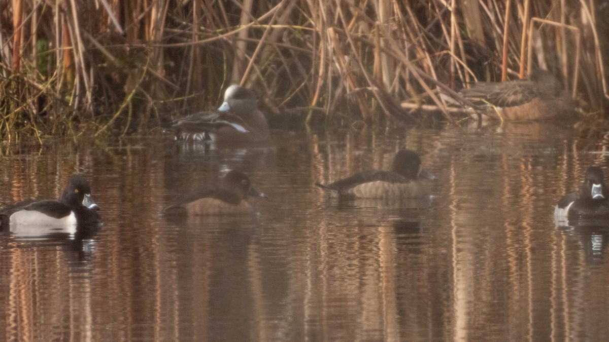 Ring-necked Duck x scaup sp. (hybrid) - ML630764702