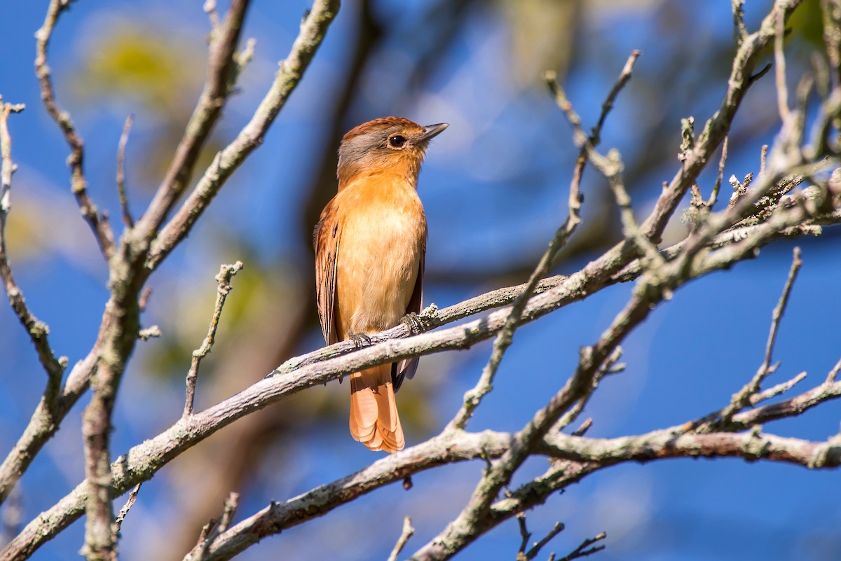 Chestnut-crowned Becard - ML63076471