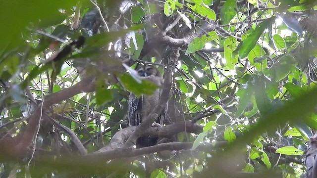 Brown Wood-Owl - ML630764783