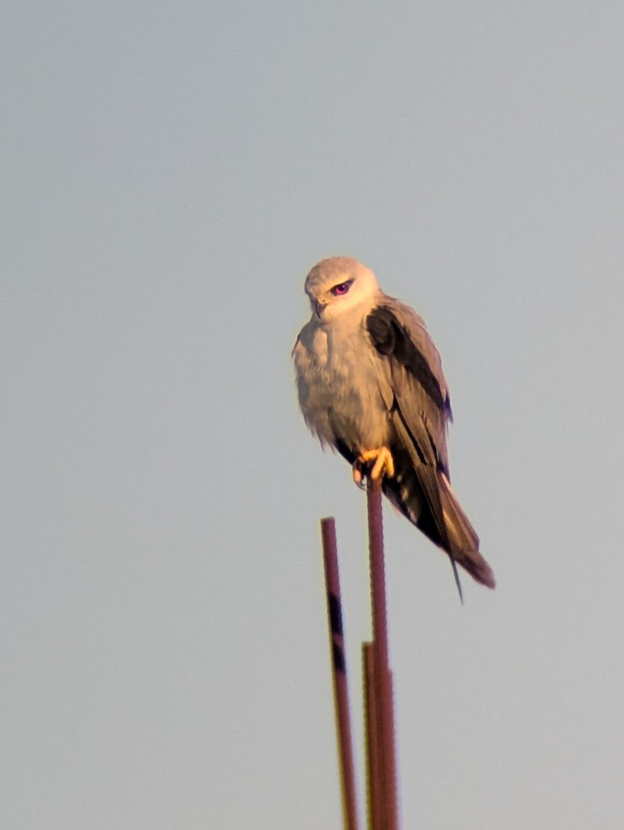 Black-winged Kite - ML630764962