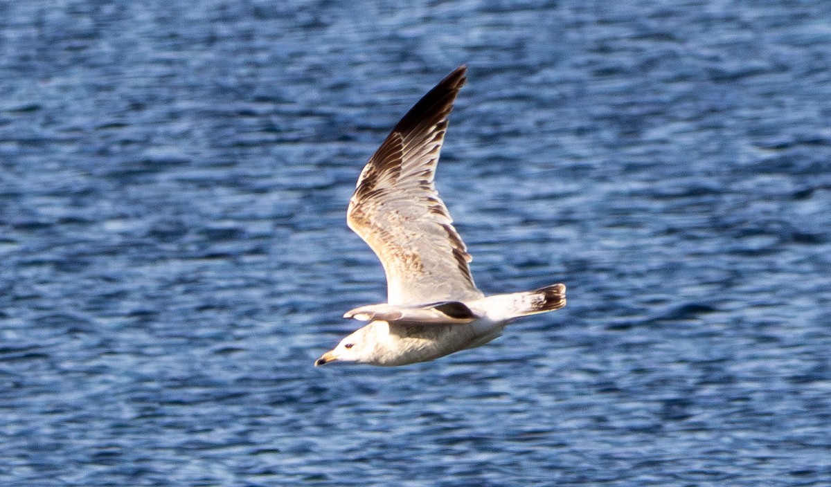 Ring-billed Gull - ML630765046