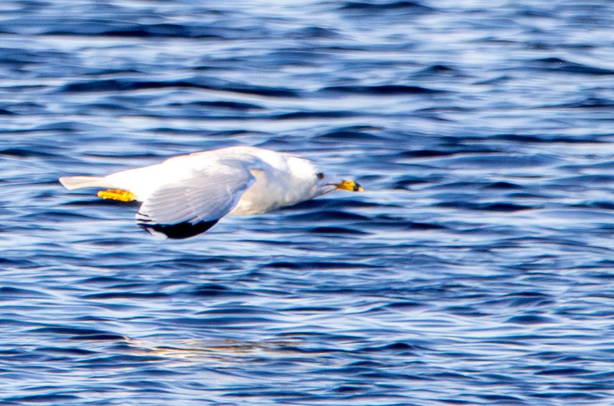 Ring-billed Gull - ML630765048
