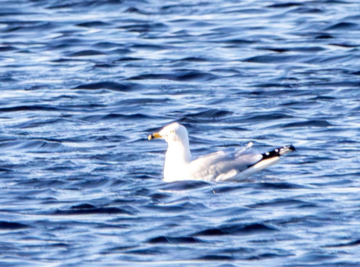 Ring-billed Gull - ML630765050