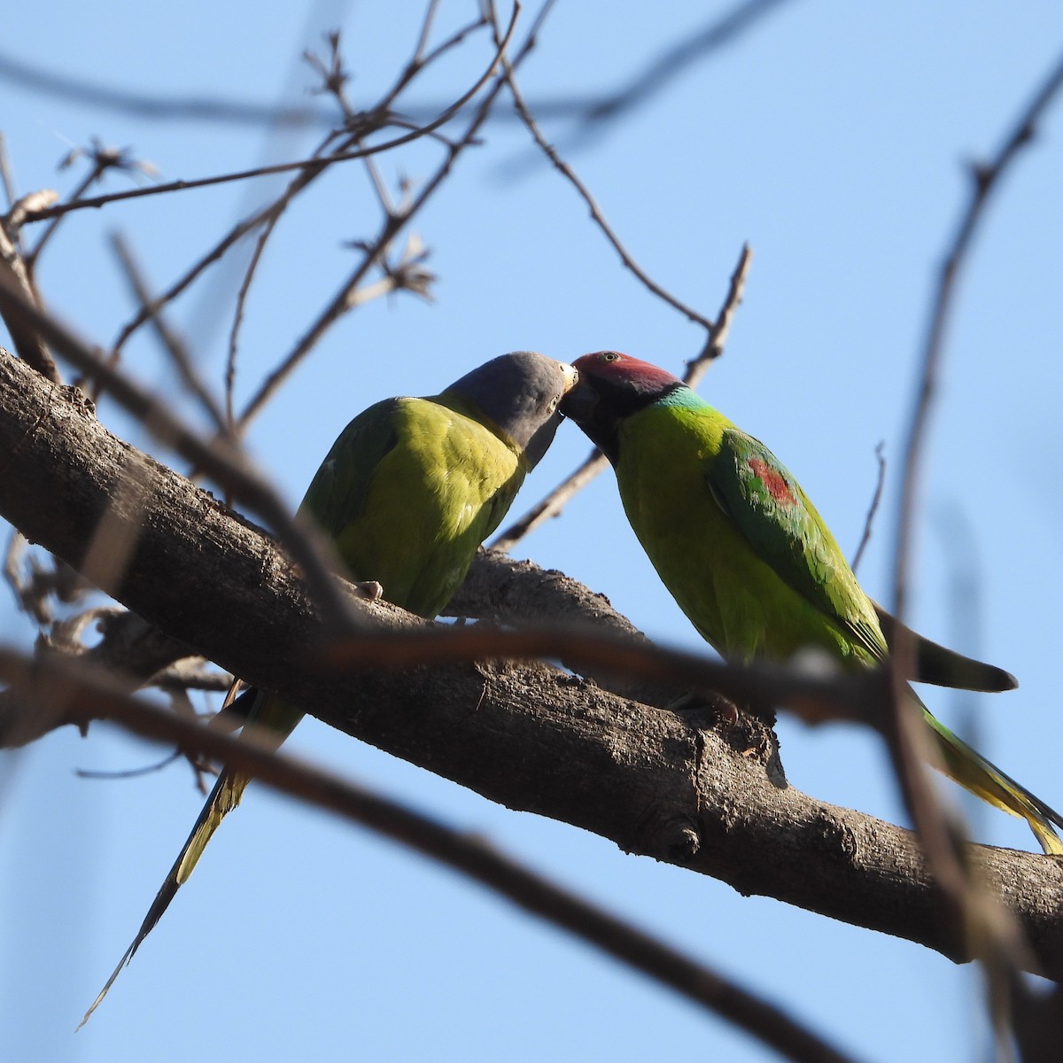 Plum-headed Parakeet - ML630765146