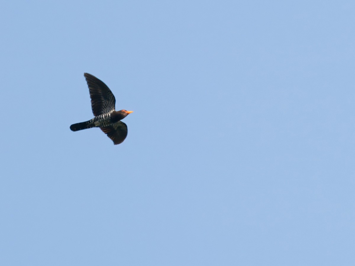 Violet Cuckoo - ML630765179