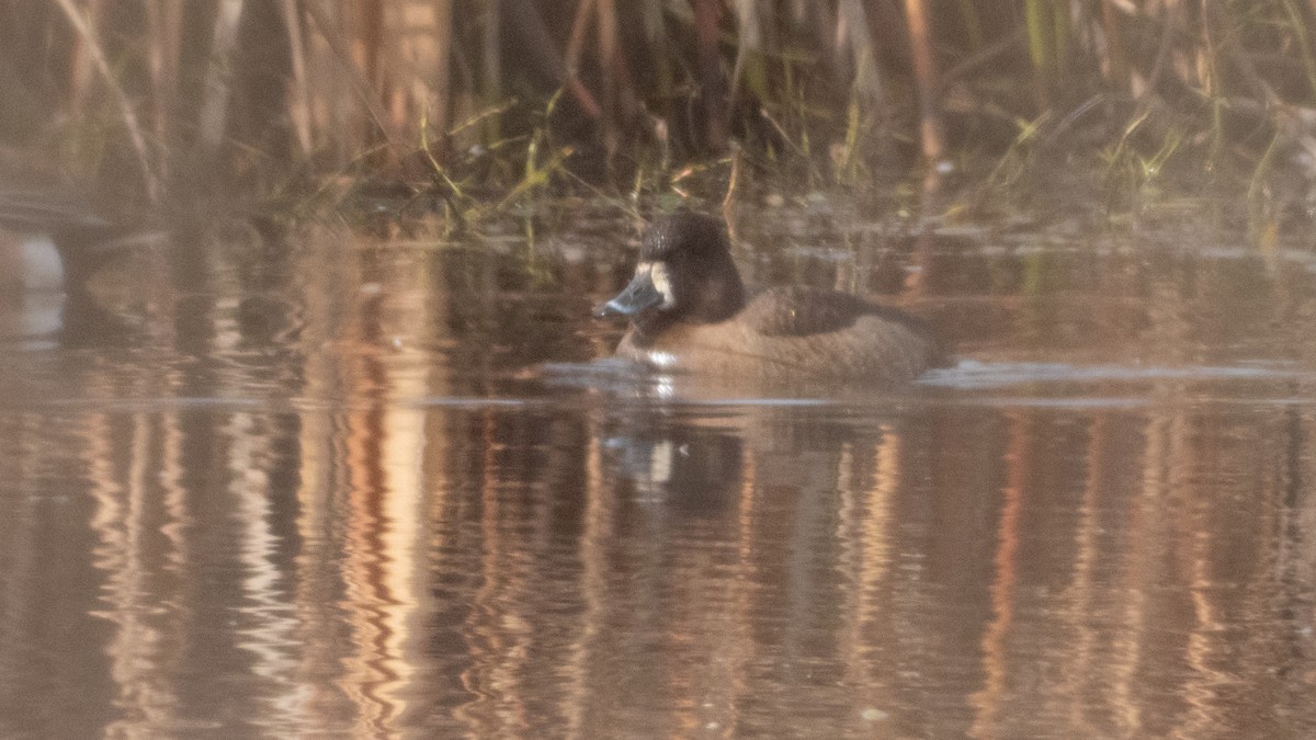 Ring-necked Duck x scaup sp. (hybrid) - ML630765284