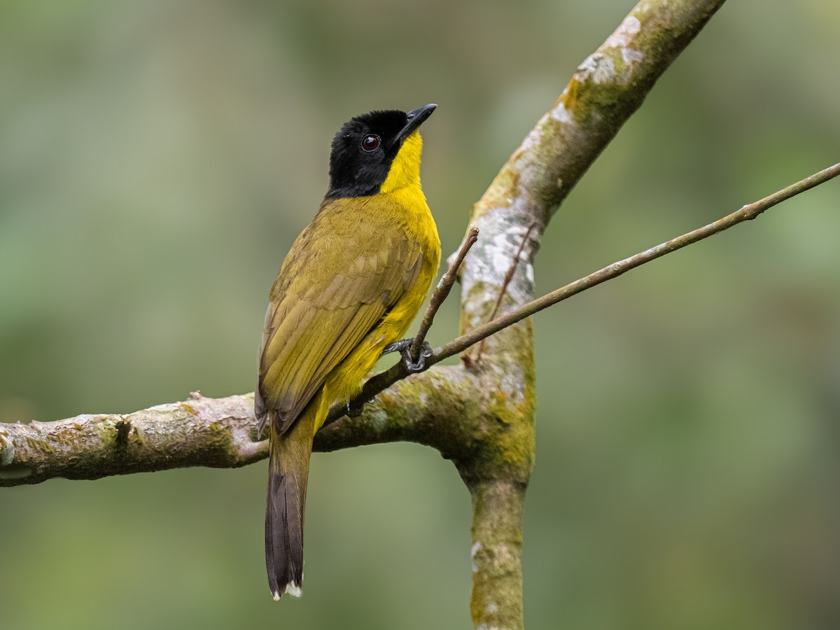 Black-capped Bulbul - ML630765535