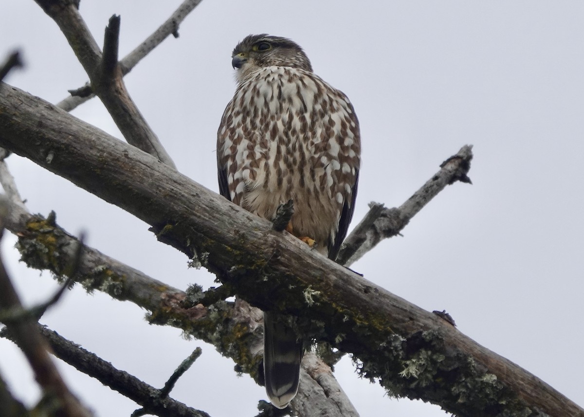 Merlin - ML630765562