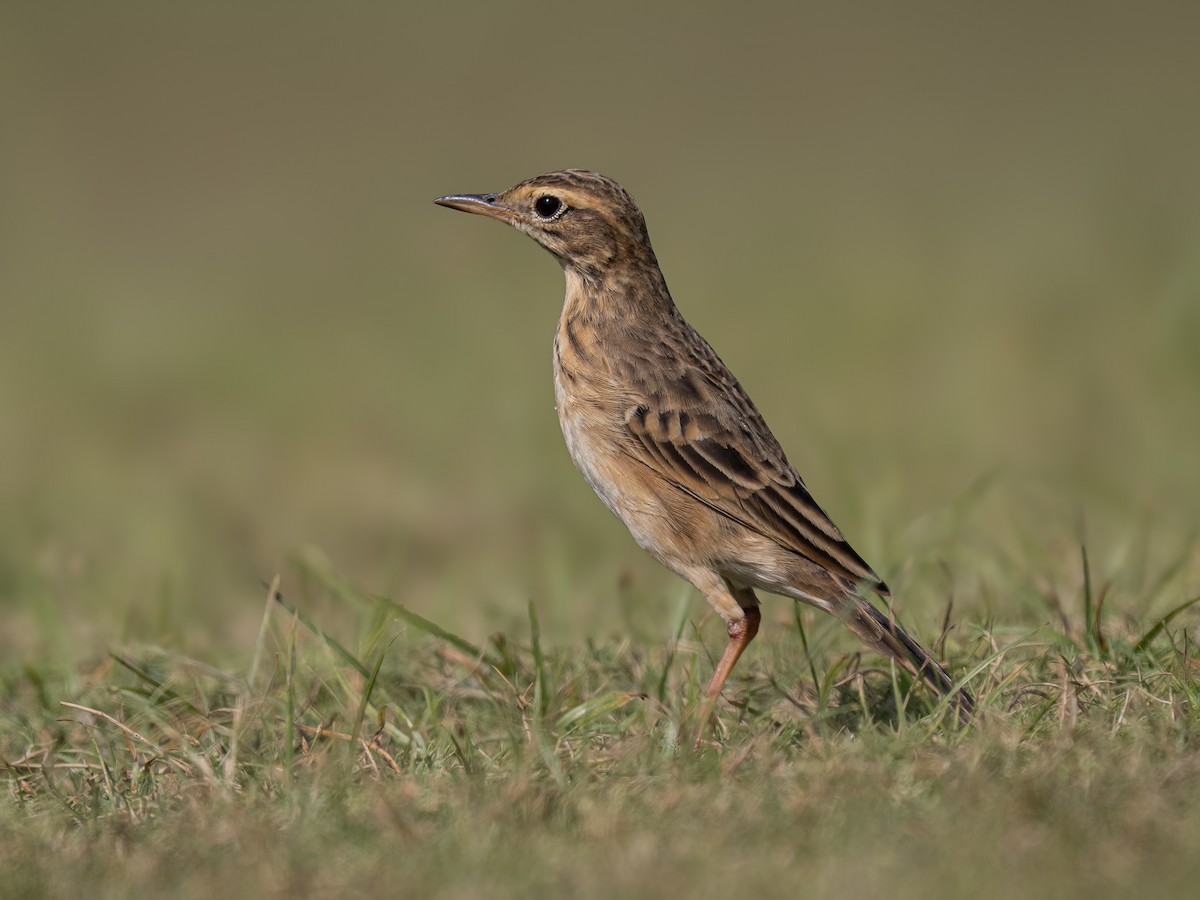 Paddyfield Pipit - ML630765574