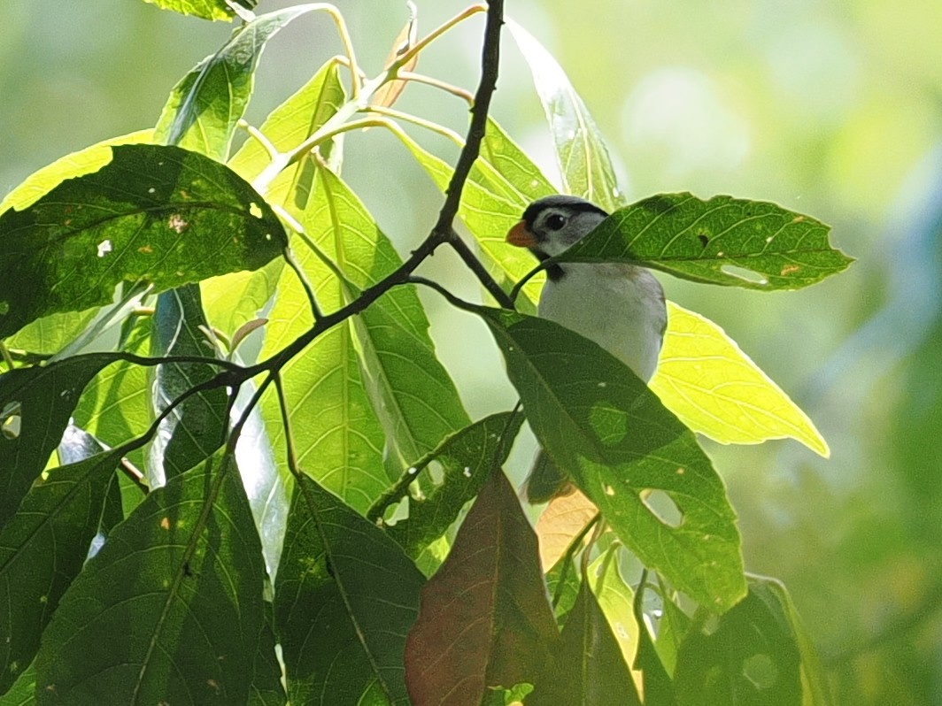 Gray-headed Parrotbill - ML630765702