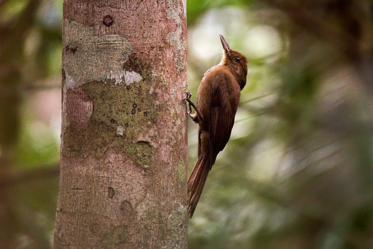 Plain-winged Woodcreeper - ML63076591