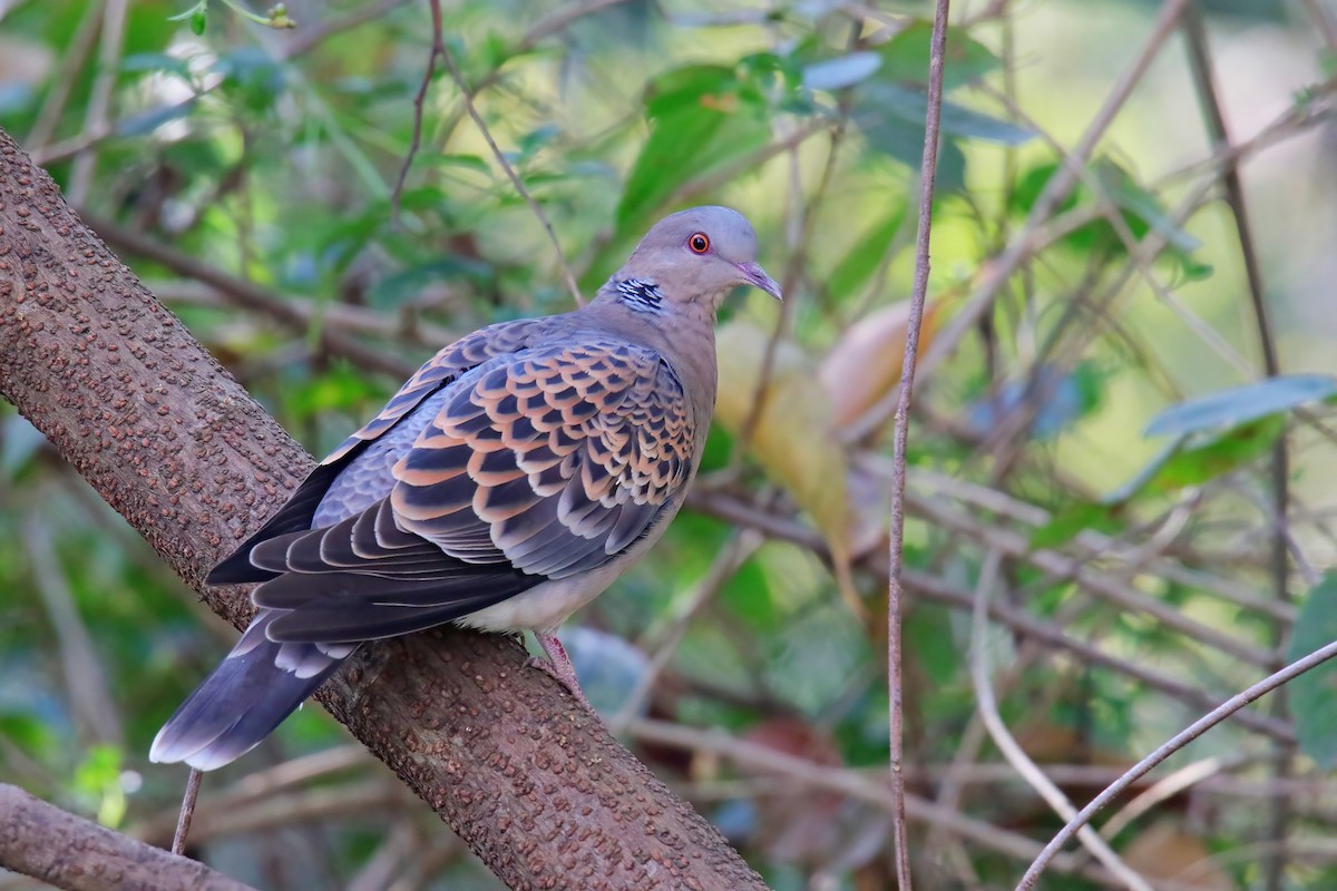 Oriental Turtle-Dove - ML630766178