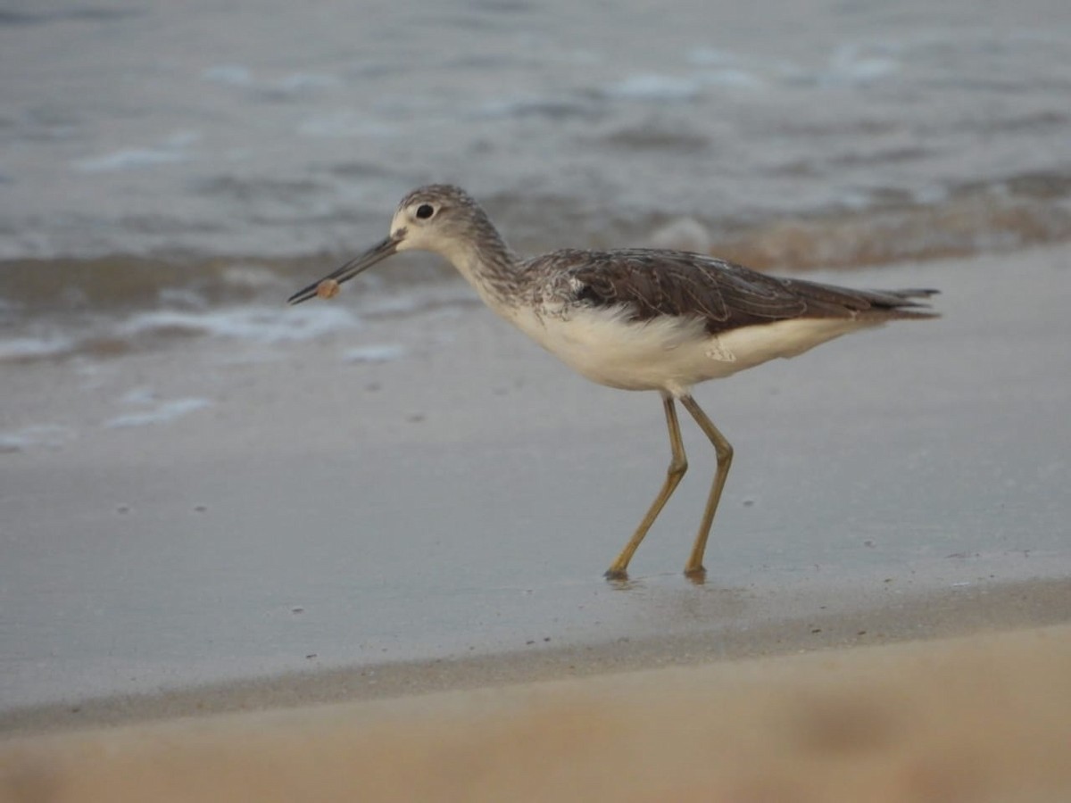 ביצנית ירוקת-רגל - ML630766180