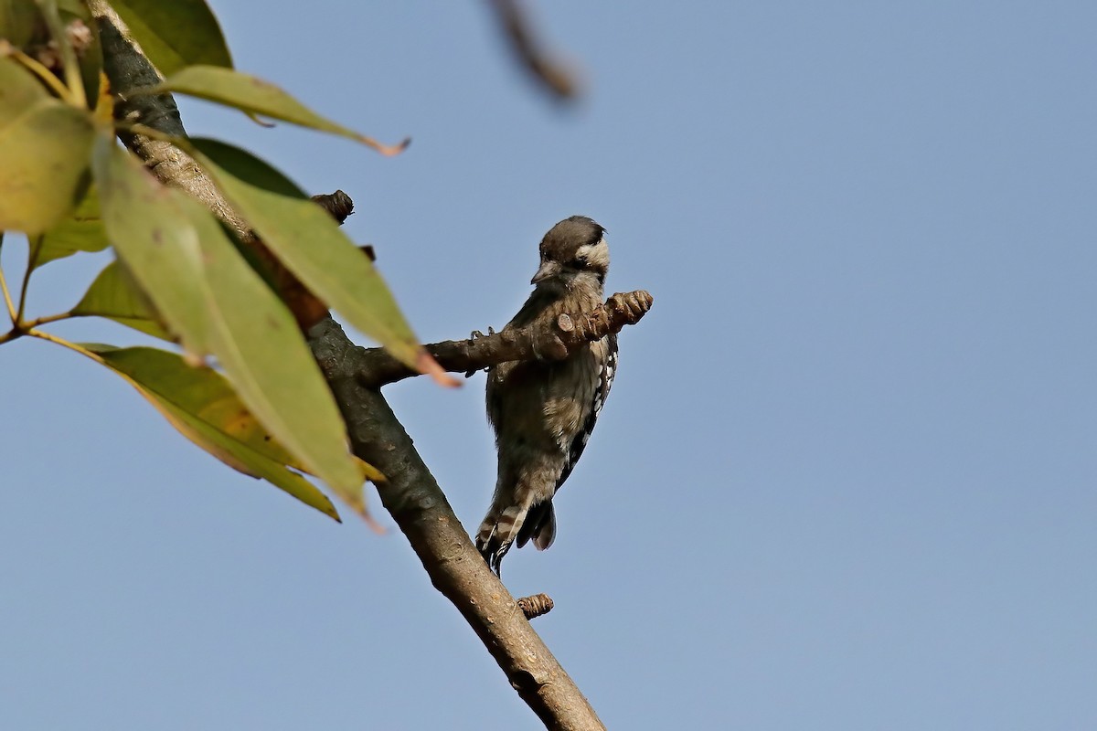 Gray-capped Pygmy Woodpecker - ML630766183