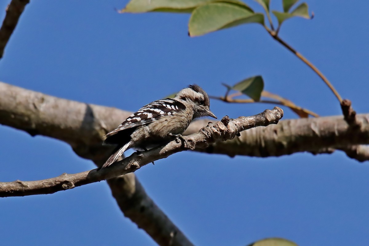 Gray-capped Pygmy Woodpecker - ML630766184