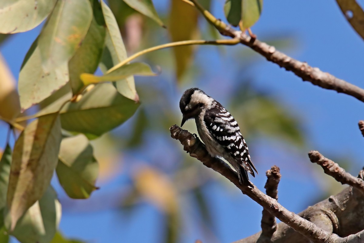 Gray-capped Pygmy Woodpecker - ML630766185