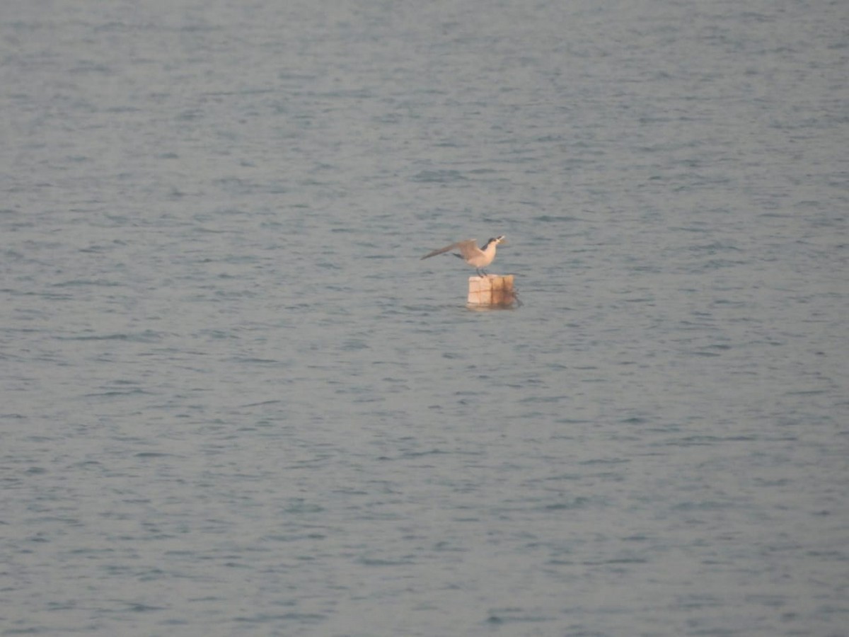 שחפית צהובת-מקור - ML630766191