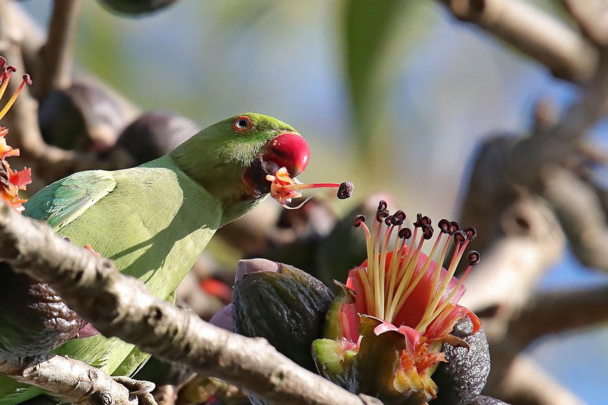 Rose-ringed Parakeet - ML630766196