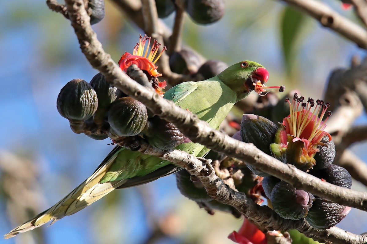 Rose-ringed Parakeet - ML630766197