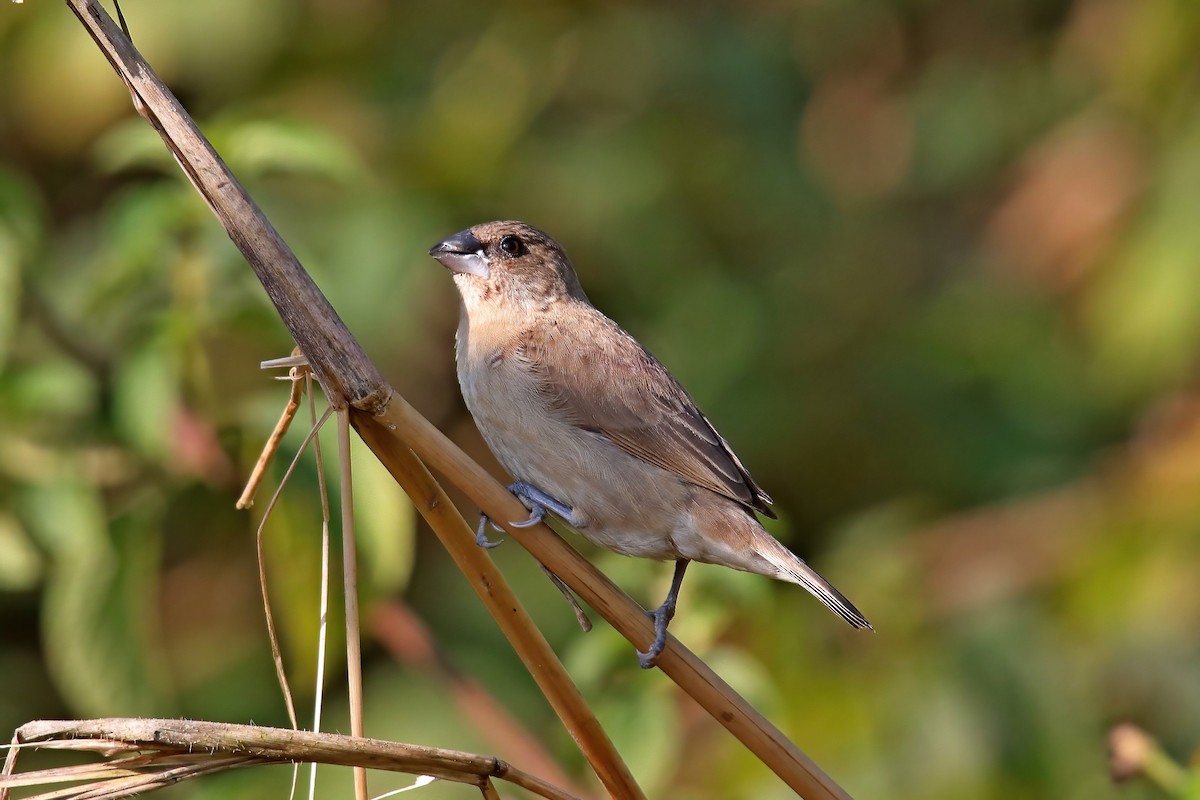 Scaly-breasted Munia - ML630766207