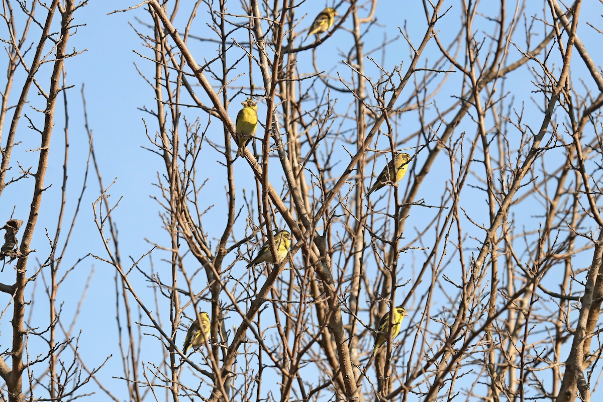 Yellow-breasted Greenfinch - ML630766208