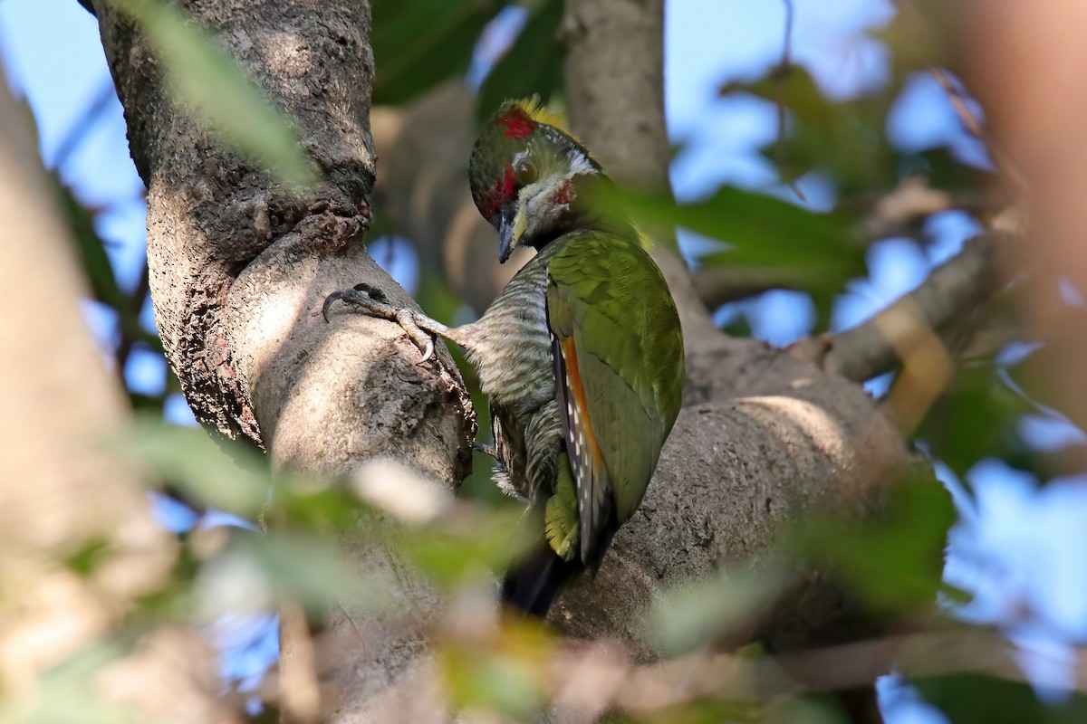 Lesser Yellownape - ML630766371