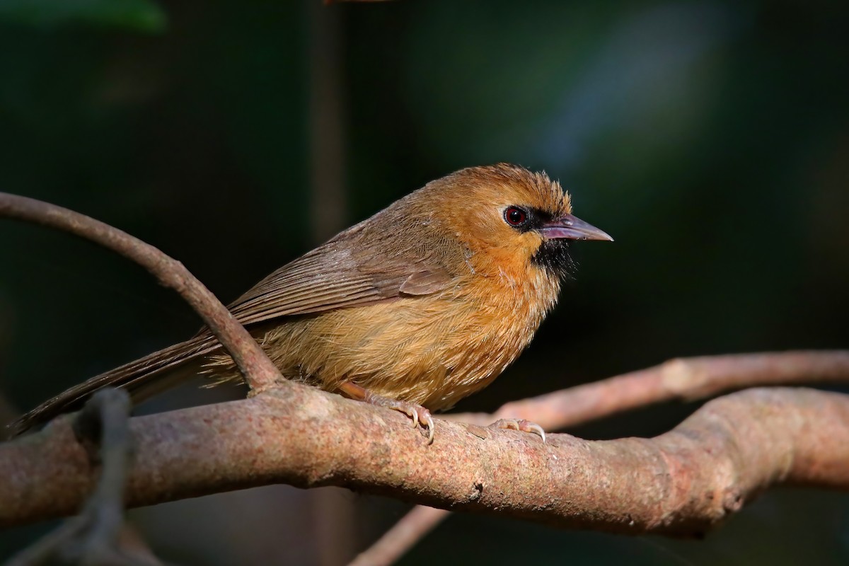 Black-chinned Babbler - ML630766377