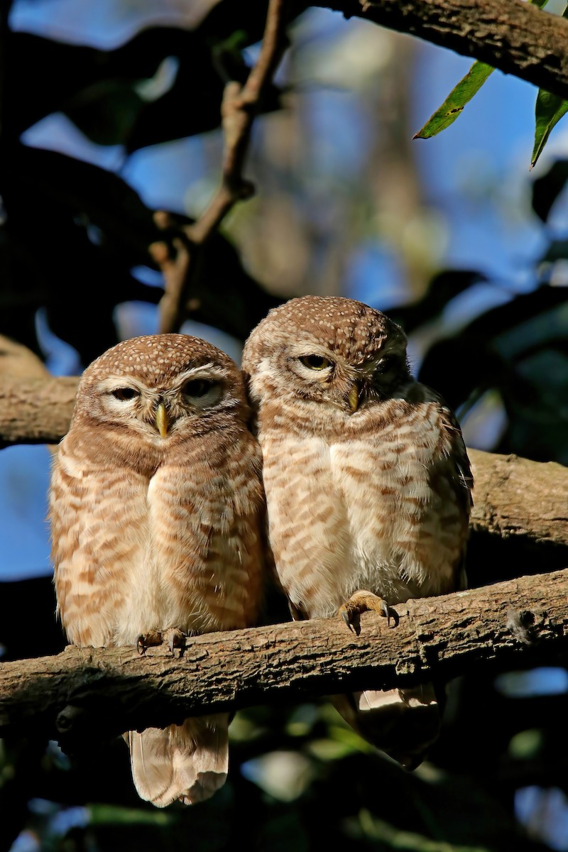 Spotted Owlet - ML630766398