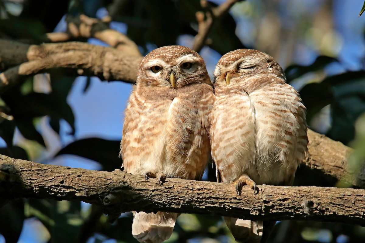 Spotted Owlet - ML630766400