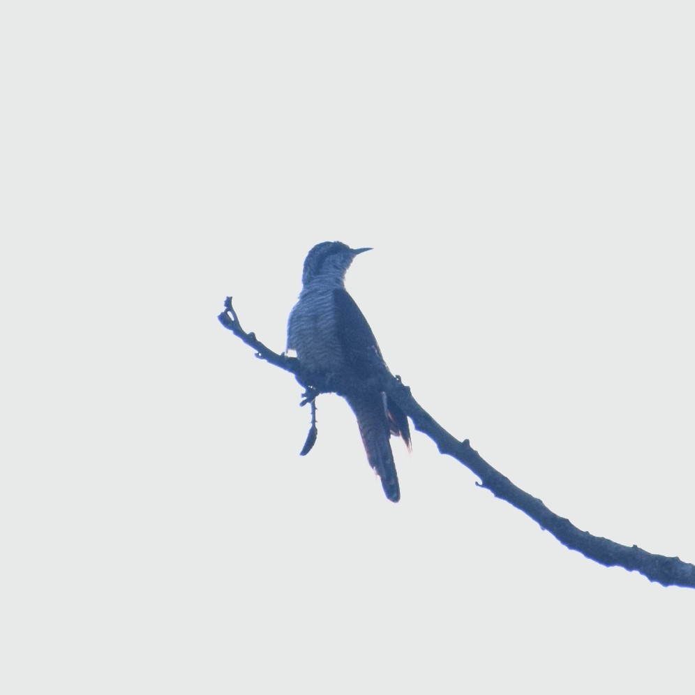 vatregjøk - ML630766494