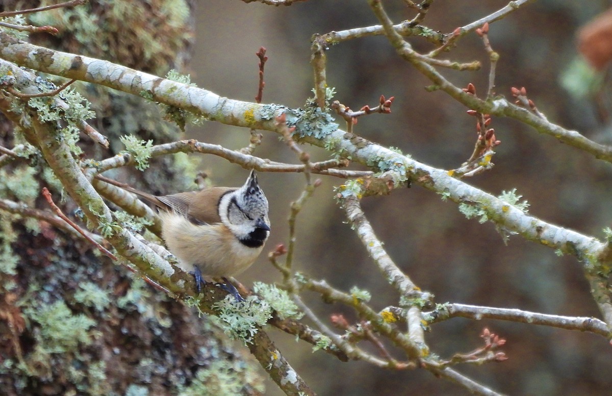 Crested Tit - ML630766637