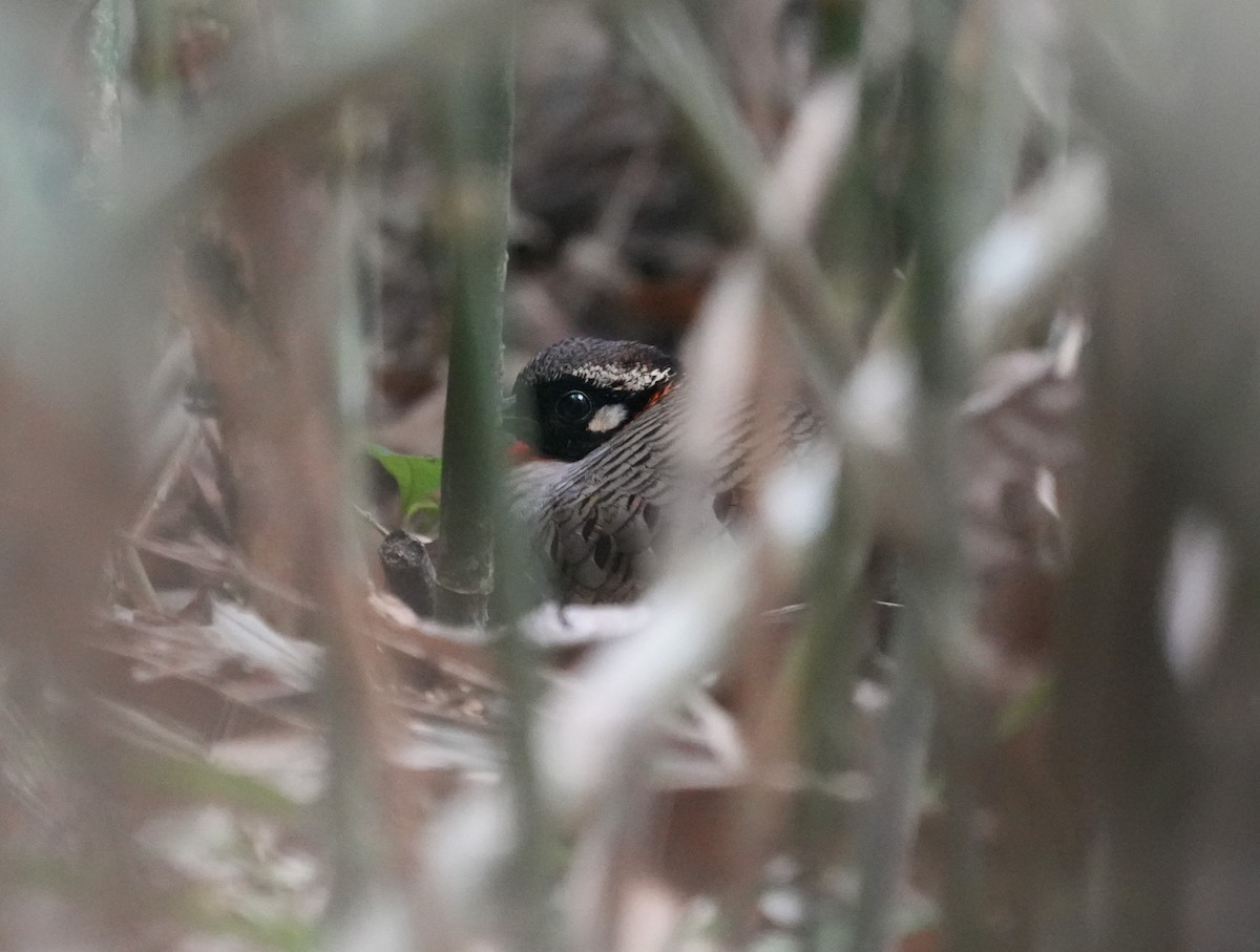 Hainan Partridge - ML630766785