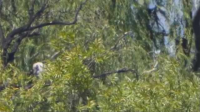 White-bellied Sea-Eagle - ML630767053