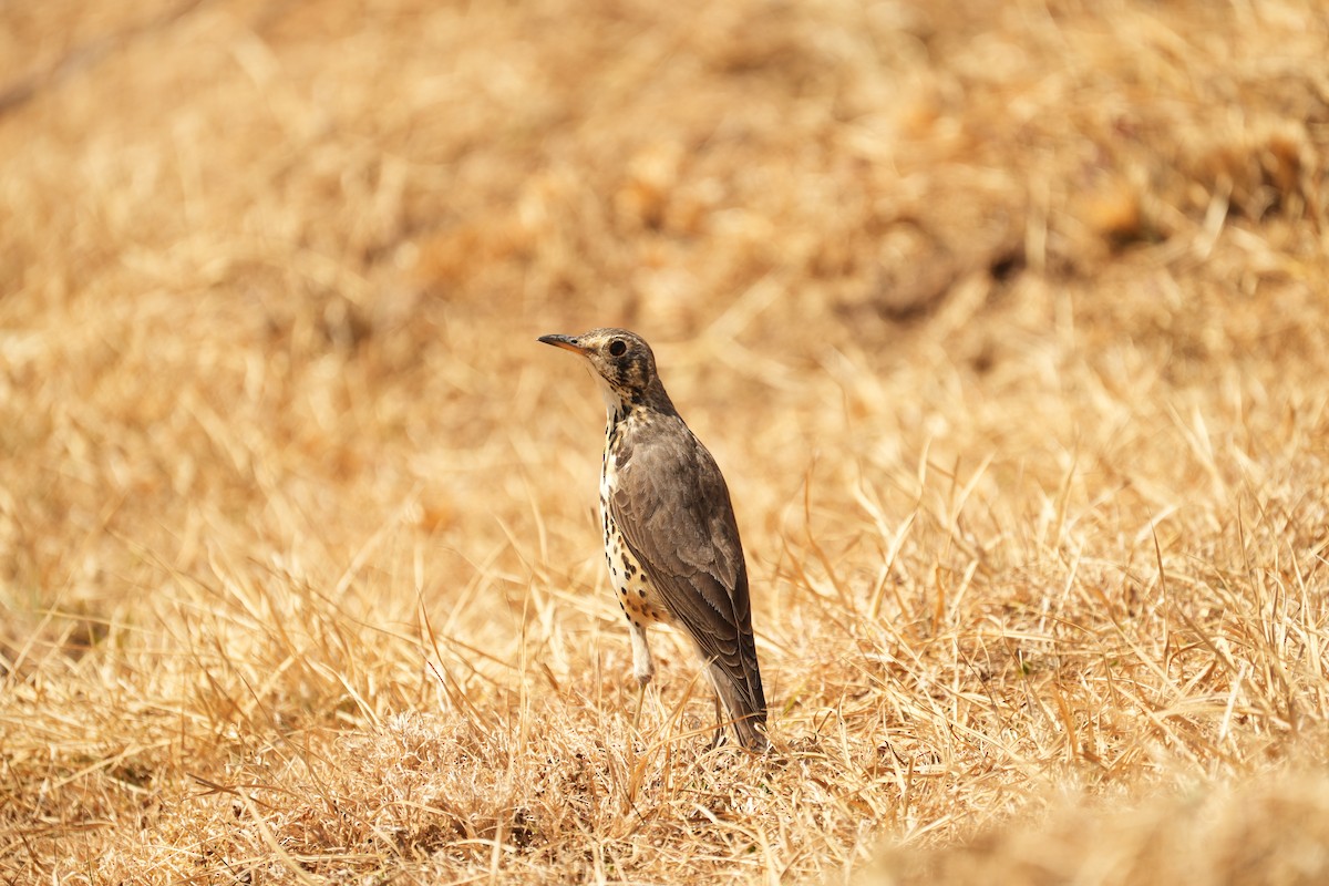 Ethiopian Thrush - ML630767066